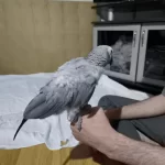 Evcil Ve Konuşan Jako Papağani Stres Geçirmiştir