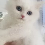 Kar Beyaz British Longhair Mavi Gözlü Yakışıklı