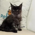 Ankaranın En Seçkin Maine Coon Yavruları