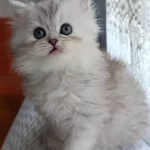 Dişi British Longhair Silver Point Yavru