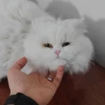 British Longhair Kedisi