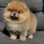 Güzeller Güzeli Pomeranian Bebekler