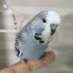 Bebek Muhabbet Kuşları