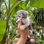 Scottish Fold Yavrularım Yeni Sahibini Bekliyor