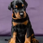 Dişi Erkek Doberman Kapıda Ödemeli Güvenli Sistem