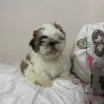 Shih Tzu Erkek Bebek
