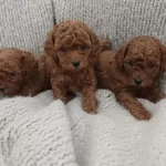 Aşili Pasaportlu Toy Poodle Yavrularımız