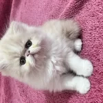 İran Persian 40 Günlük
