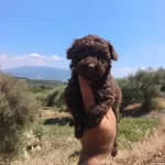 Çikolata Poodle Yavrularımız