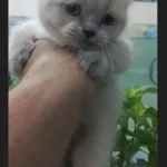 British Shorthair Blue Point