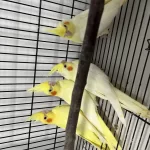 Bebek Lutino Sultan Papağanları