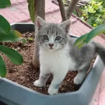 Sağlıklı Gri Yavru Kediler