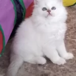 2 Aylık British Longhair Yavrular