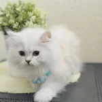 British Longhair Silver Point Yavrular