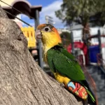 6 Aylık Caique Full Evcil İsırması Yok