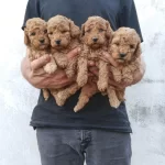 Toy Poodle Yavrular İrk Sağlık Garantili