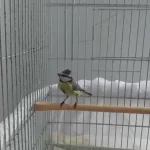 Mavi Baştankara Erkek Kuşumuz
