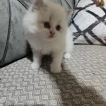 2 Aylık Bebek Kediler