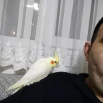 Lutino Kırmızı Göz Yavru Sultan Papağanı