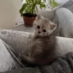 Tonton British Shorthair Yavrular
