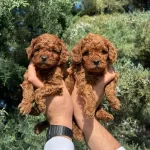 Denizli Merkez Teslime Hazir Poodle Yavrular