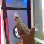 Bebek Sultan Papağanları