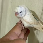 31 Günlük Konuşturmalik Bebek Muhabbet Kuşu
