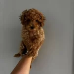 Teacup Dişi Kore Poodle