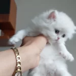 British Longhair Silver Erkek Yavrumuz