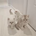 Son 2 Yavru Kedim Kaldı Acele Et Kaçırma