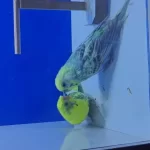 3 Takim Yeni Eşleme Genç Takim Kuşlar
