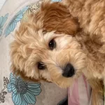 5 Aylık Maltipoo Yavrumuz