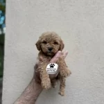 Toy Poodle Dişi Ve Erkek