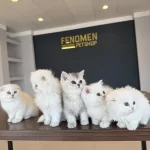 En Güzel British Longhair Yavrular Ankara Mağazamizda
