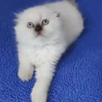 Teslime Hazir Mükemmel Bir Scottish Fold