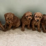 Garantili Ev Üretimi Sağlıklı Toy Poodle