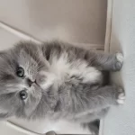 Eşsiz Güzellikte İpek Tüylü Birman Ve British Longhair