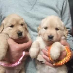 Küt Burun Golden Retriever Bebekler