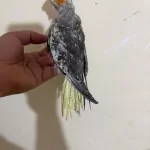 46 Günlük Full Evcil Kusursuz Sultan Papağani