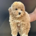 Petmode Köpek Çiftliğinden Kore Maltipoo