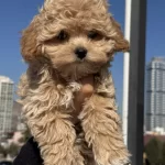 Petmode Köpek Çiftliğinden Kore Maltipoo