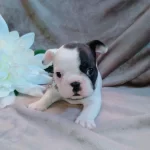 French Bulldog Yavrulari