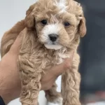 Show Kalite Kore Maltipoo Yavrular Aşılı Pasaportlu