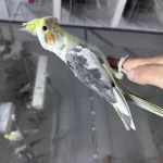 Yeni Yeme Düşmüş Cinsiyet Garantili Yavru Sultanlar