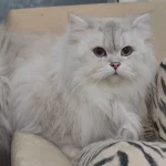 British Longhair Kedisi