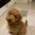 Çipli Aşılı Dişi Büyük Toy Poodle Yavrumuz