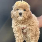 Petmode Köpek Çiftliğinden Kore Maltipoo Yavrular