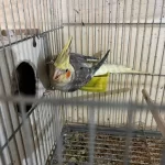 Kuluçka Makinesi Gibi Yavrulu Pied Takim Sultan