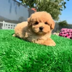 F2 Maltipoo Yavrulari