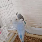 Yavru Muhabbet Kuşumuz